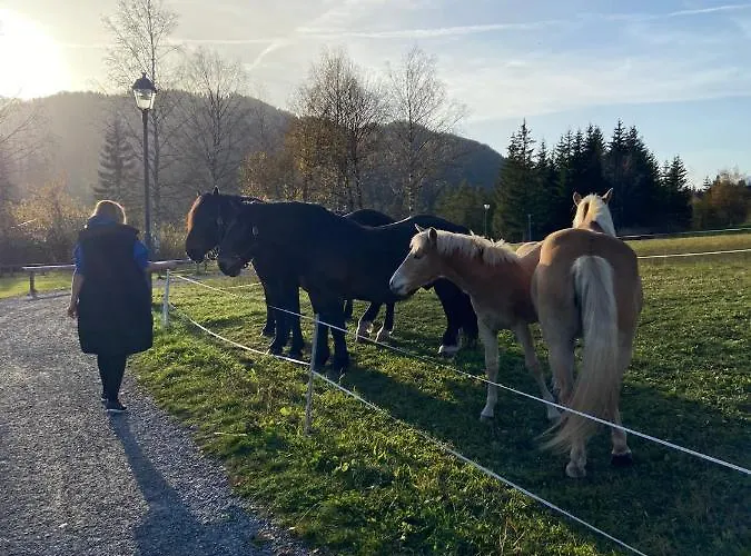 Sonnenschein וויסבריאך